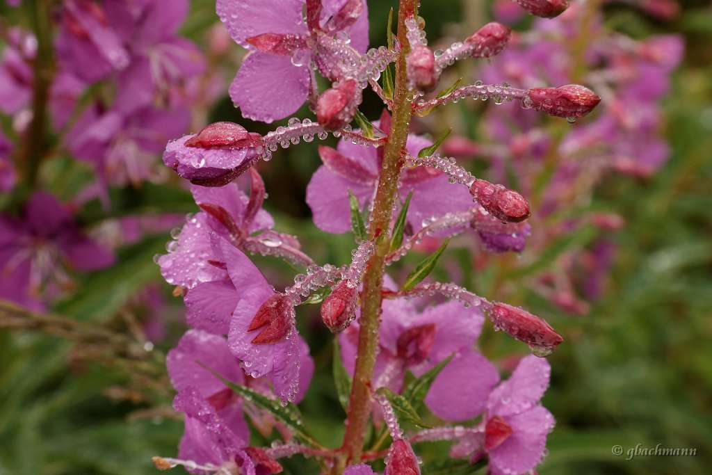 20090803_013_raw